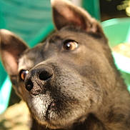 Pango a rejoint le concours — aidez-le/la à gagner de superbes lots ! animal, background, blurry, brown_fur, canine, close_up, daylight, dog, ears, eyes, face, green_chair, muzzle, nature, nose, out_of_focus, outdoor, pet, portrait, shallow_depth_of_field