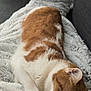 Upette participe au concours pour gagner de l'argent avec cette photo : cat, orange_cat, white_cat, sleeping, resting, fluffy_blanket, blanket, couch, indoor, cozy, pet, feline, relaxed, fur, animal, comfort, home, soft_texture, rest, nap