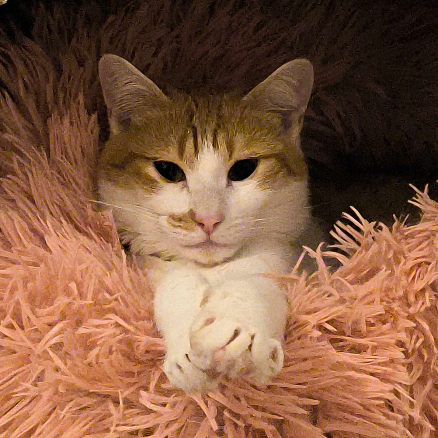 Upette participe au concours pour gagner de l'argent avec cette photo : animal, cat, closeup, comfort, cozy, cute, domestic_cat, fluffy_blanket, fur, indoor, mammal, paws, pet, pink, portrait, relaxed, resting, sleepy, snuggled, whiskers