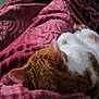 Upette participe au concours pour gagner de l'argent avec cette photo : cat, sleeping, blanket, pink, cozy, ginger, white, fur, indoor, resting, texture, soft, relaxing, comfort, animal, pet, mammal, cute, feline, warm