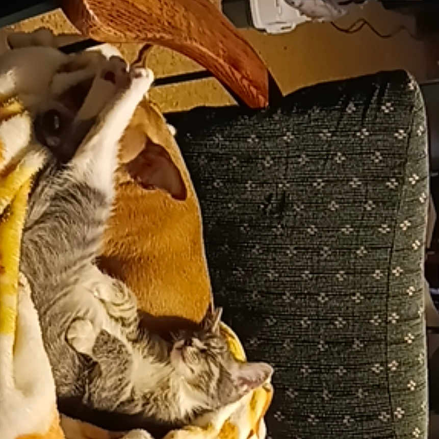 Lady is registered to the contest to win money with this photo: animal, blanket, bodypart, cat, chair, clothing, couch, cushion, face, furniture, hat, head, homedecor, indoors, kitten, person, pet, photography, portrait, wood