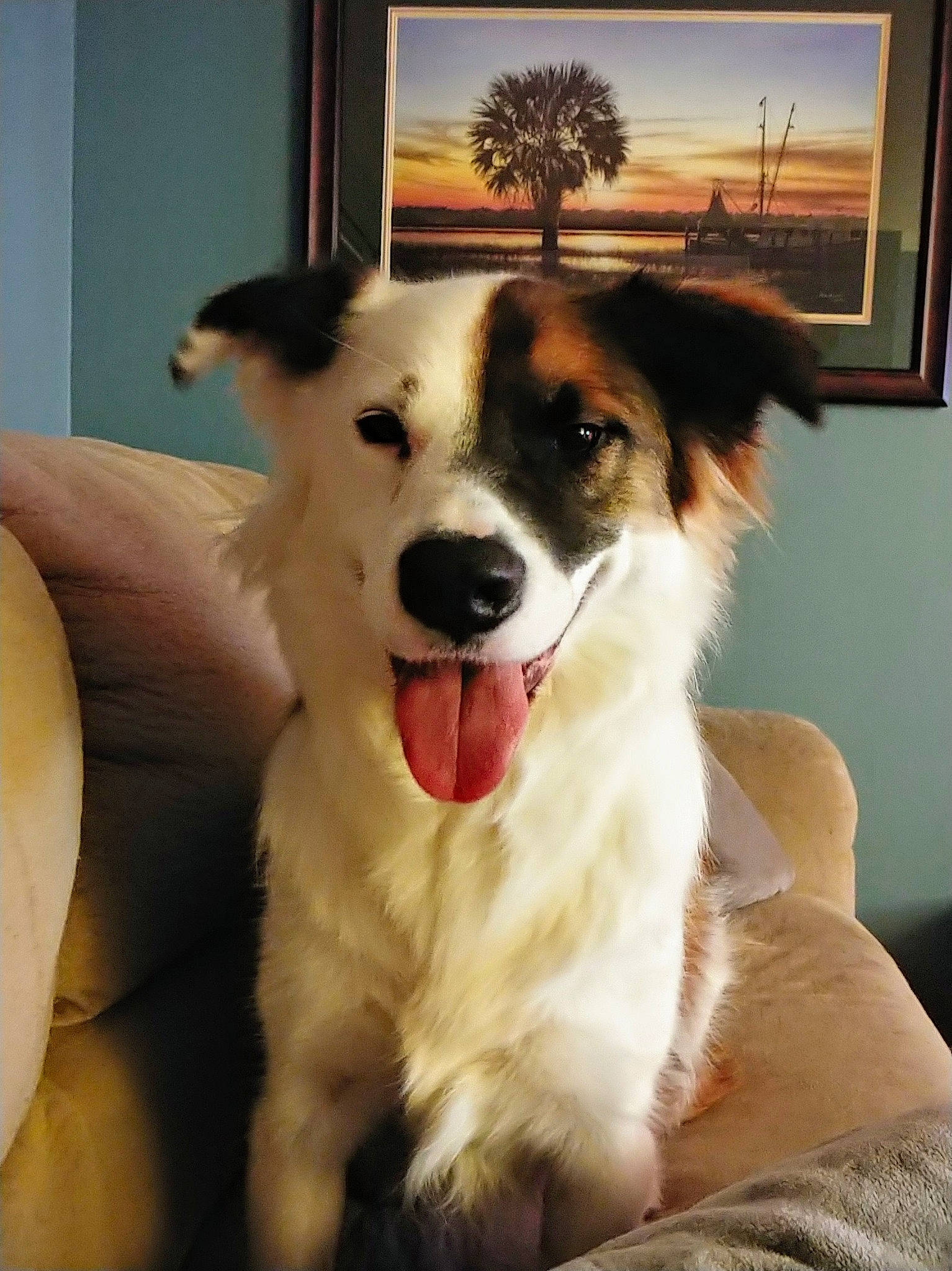 Jericho joined the competition — help win amazing prizes! ancient_dog_breeds, border_collie, canidae, carnivore, companion_dog, dog, dog_breed, dog_collar, door, fur, happy, herding_dog, miniature_australian_shepherd, picture_frame, plant, snout, sporting_group, whiskers, window, working_dog