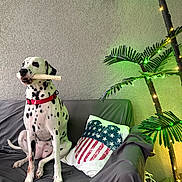 Olivia is registered to the contest to win money with this photo: dalmatian, dog, pet, bone, collar, couch, pillow, heart_shape, american_flag, indoor, wall, plant, decorative_lights, green_lights, yellow_lights, fur, sitting, domestic_animal, relaxing, home