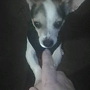 Crybabies joined the competition — help win amazing prizes! animal, canine, chihuahua, close_up, cute, dim_lighting, dog, domestic_animal, ears, finger, hand, indoor, interaction, looking_up, mammal, person, pet, small_dog, sniffing, touch