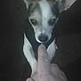 animal, canine, chihuahua, close_up, cute, dim_lighting, dog, domestic_animal, ears, finger, hand, indoor, interaction, looking_up, mammal, person, pet, small_dog, sniffing, touch
