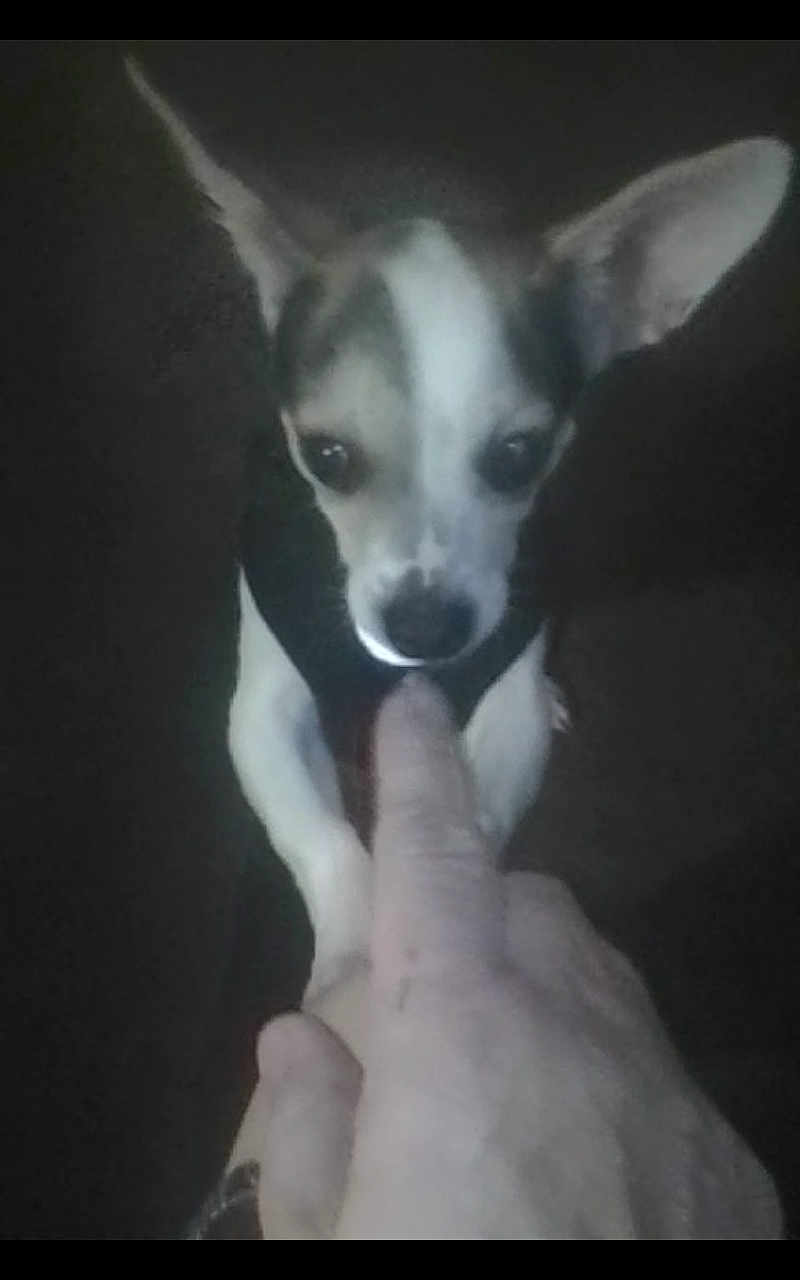 Crybabies joined the competition — help win amazing prizes! animal, canine, chihuahua, close_up, cute, dim_lighting, dog, domestic_animal, ears, finger, hand, indoor, interaction, looking_up, mammal, person, pet, small_dog, sniffing, touch