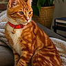 cat, orange_tabby, pet, collar, bell, red_collar, striped_fur, whiskers, ears, tail, sitting, couch, blanket, houseplant, brick_wall, indoor, living_room, portrait, animal, cozy
