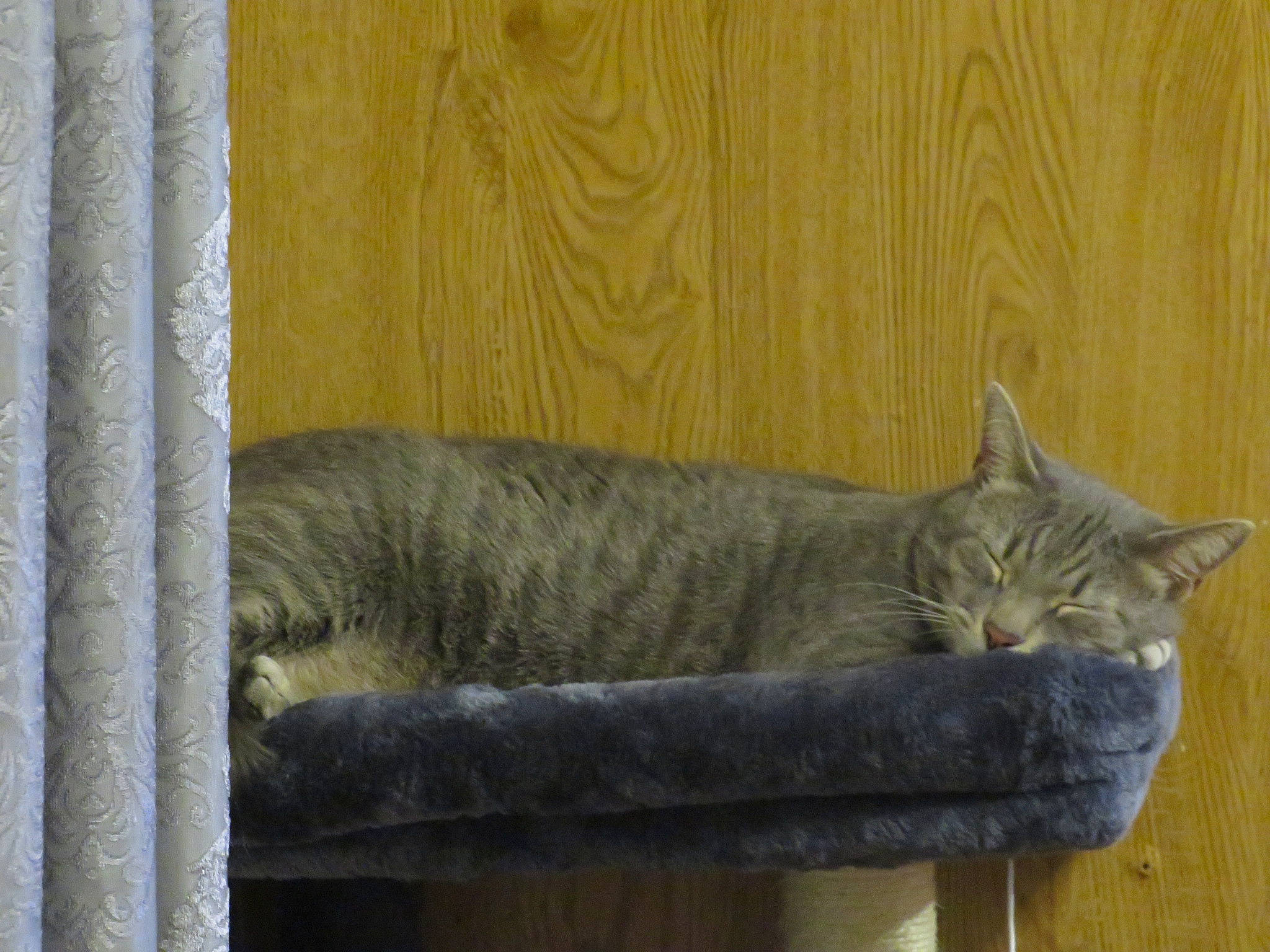 Willie is registered to the contest to win money with this photo: carnivore, cat, cat_supply, chartreux, comfort, domestic_short_haired_cat, felidae, fur, grey, lynx, sitting, small_to_medium_sized_cats, snout, tail, vertebrate, whiskers, window, wood