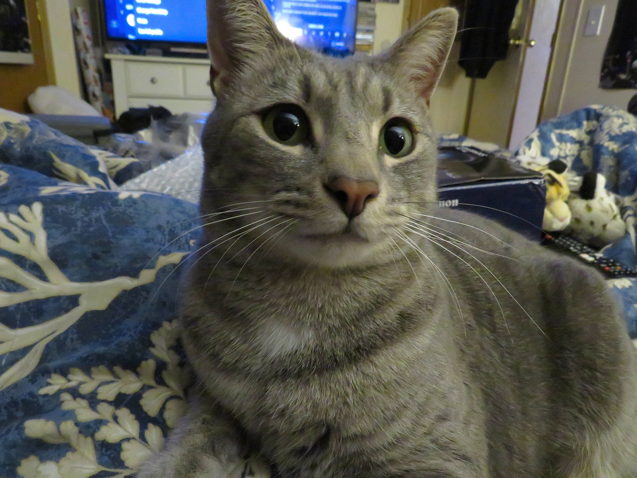 Willie is registered to the contest to win money with this photo: carnivore, cat, cat_supply, comfort, domestic_short_haired_cat, felidae, fur, picture_frame, small_to_medium_sized_cats, snout, whiskers