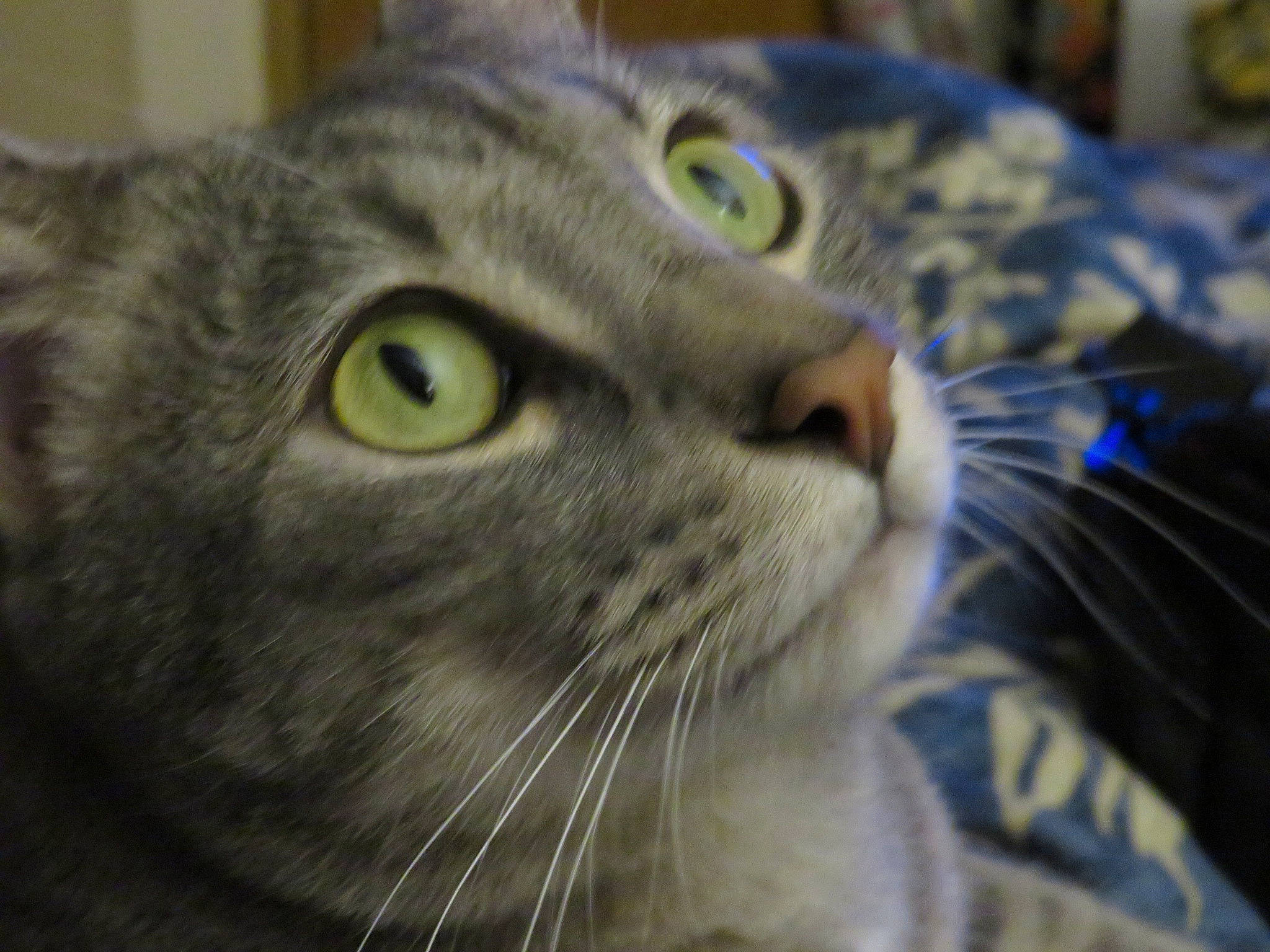 Willie joined the competition — help win amazing prizes! carnivore, cat, close_up, domestic_short_haired_cat, ear, felidae, fur, small_to_medium_sized_cats, snout, terrestrial_animal, whiskers