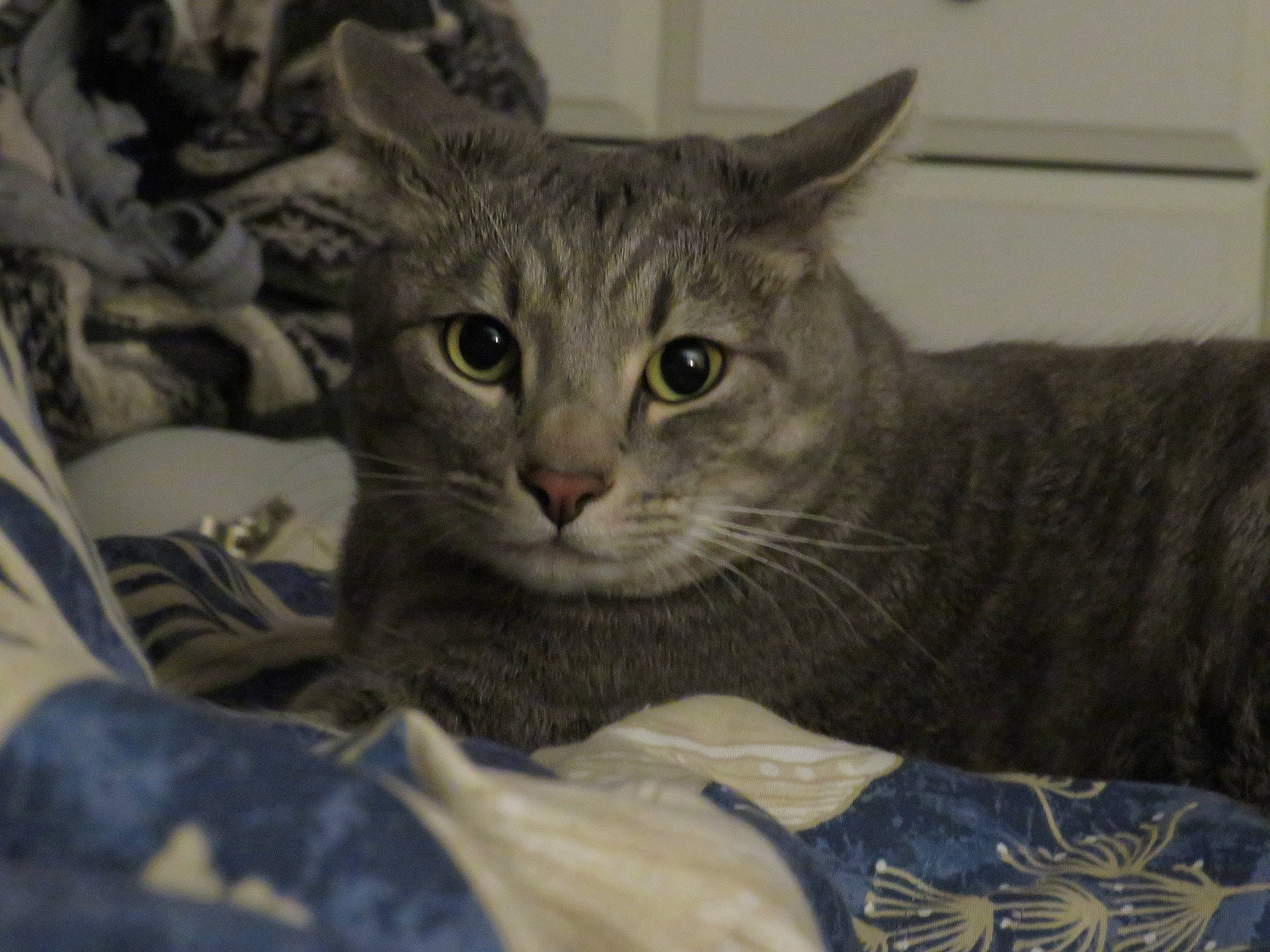 Willie is registered to the contest to win money with this photo: carnivore, cat, cat_supply, comfort, domestic_short_haired_cat, felidae, fur, grey, small_to_medium_sized_cats, snout, whiskers, window