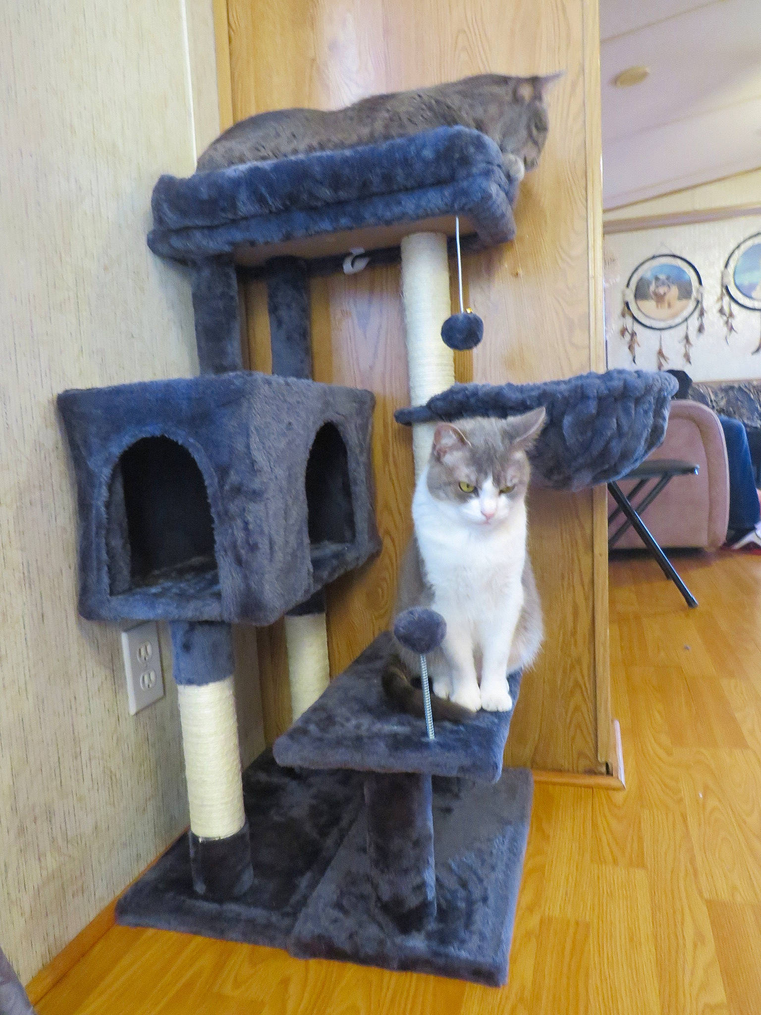 Bella is registered to the contest to win money with this photo: carnivore, cat, cat_furniture, cat_supply, chair, domestic_short_haired_cat, felidae, floor, flooring, fur, grey, hardwood, laminate_flooring, pet_supply, small_to_medium_sized_cats, tail, whiskers, wood, wood_flooring, wood_stain