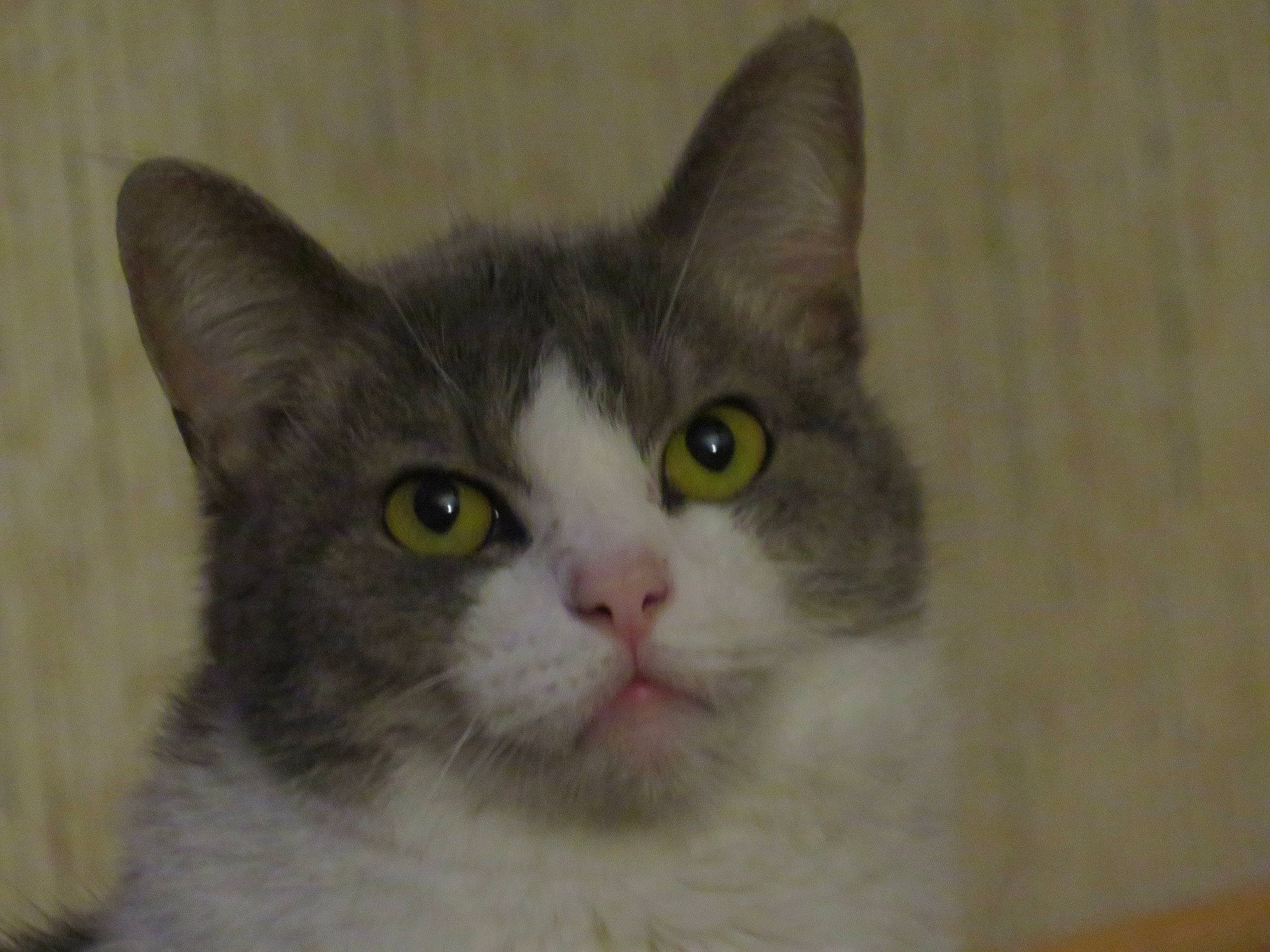 Bella is registered to the contest to win money with this photo: carnivore, cat, curious, domestic_short_haired_cat, door, felidae, fur, no_expression, small_to_medium_sized_cats, snout, terrestrial_animal, whiskers