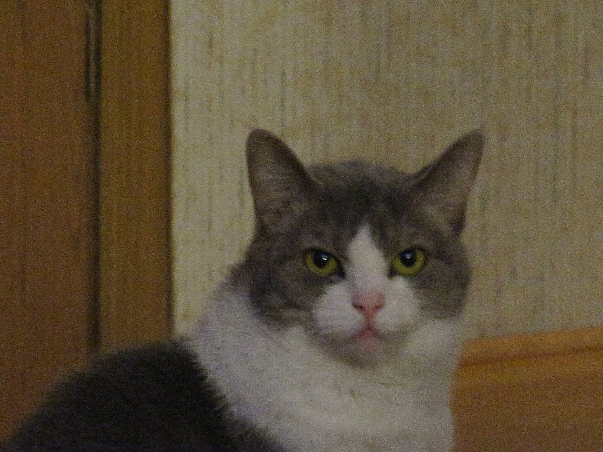 Bella is registered to the contest to win money with this photo: carnivore, cat, domestic_short_haired_cat, felidae, fur, paw, small_to_medium_sized_cats, snout, tail, terrestrial_animal, whiskers, window