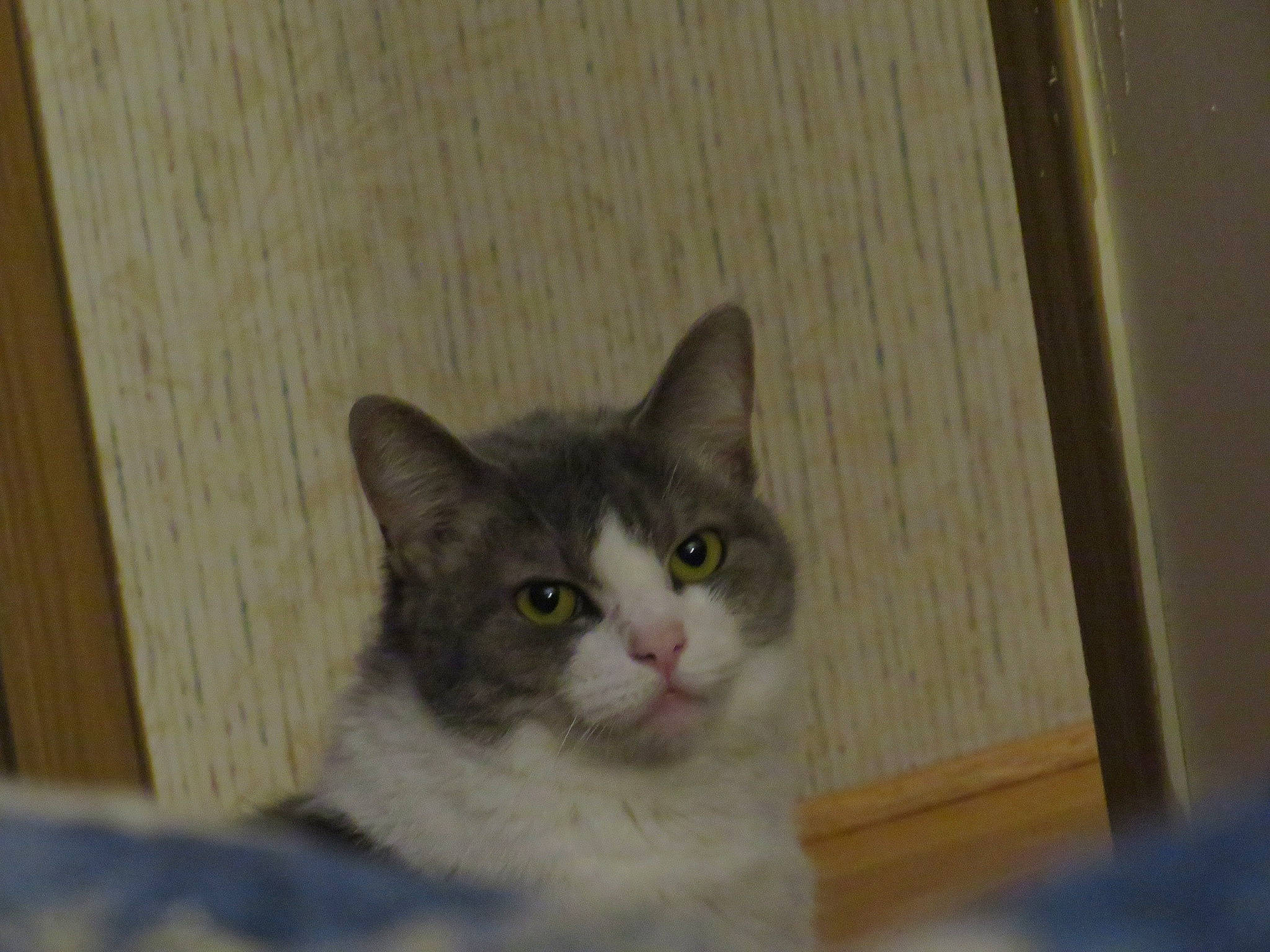 Bella is registered to the contest to win money with this photo: carnivore, cat, domestic_short_haired_cat, eye, felidae, fur, hardwood, paw, small_to_medium_sized_cats, whiskers, window, wood