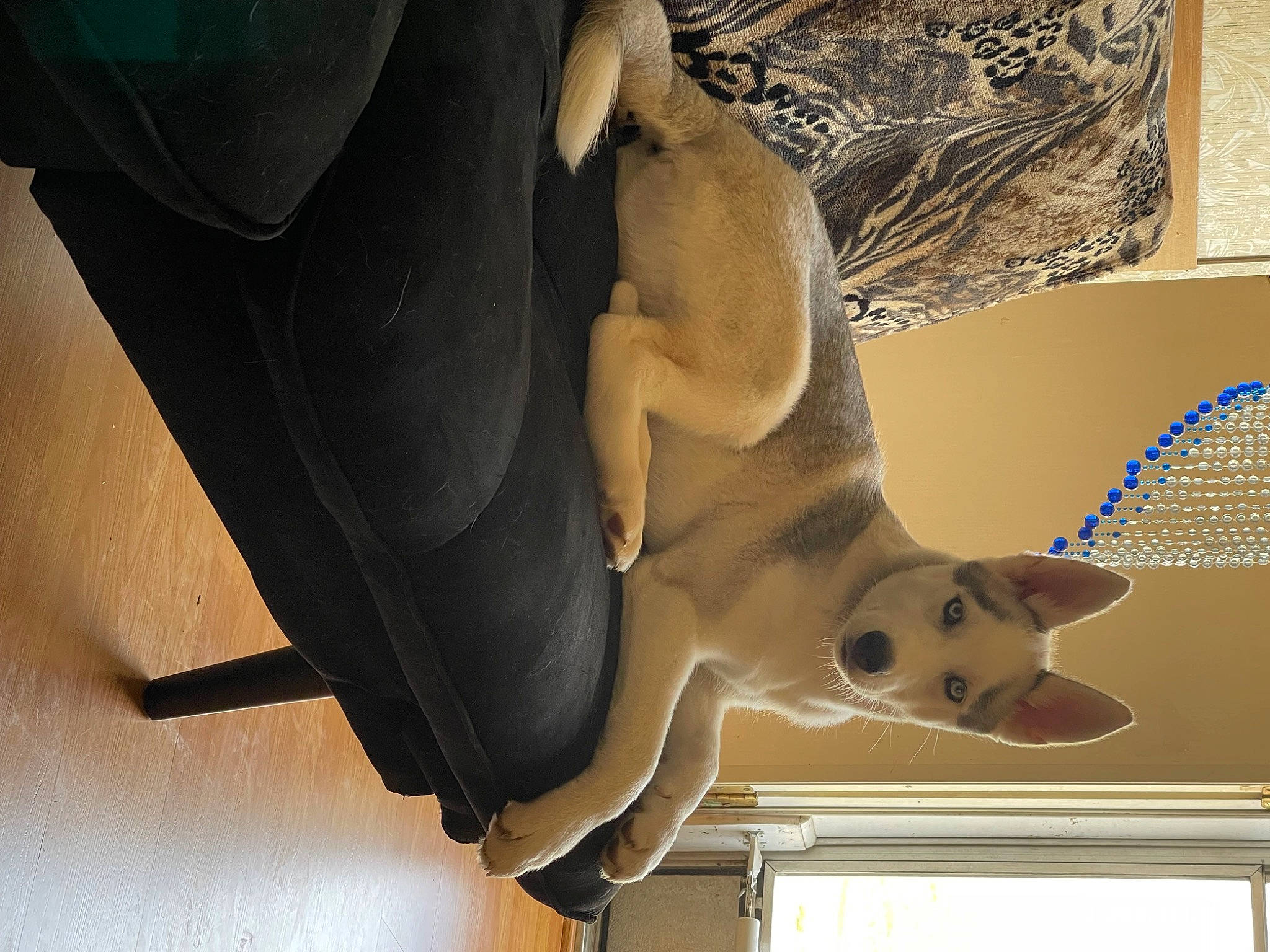 Koda is registered to the contest to win money with this photo: art, canidae, carnivore, ceiling, comfort, dog_breed, ear, fawn, felidae, fur, pet_supply, room, small_to_medium_sized_cats, snout, tail, visual_arts, whiskers, window, wood, working_animal