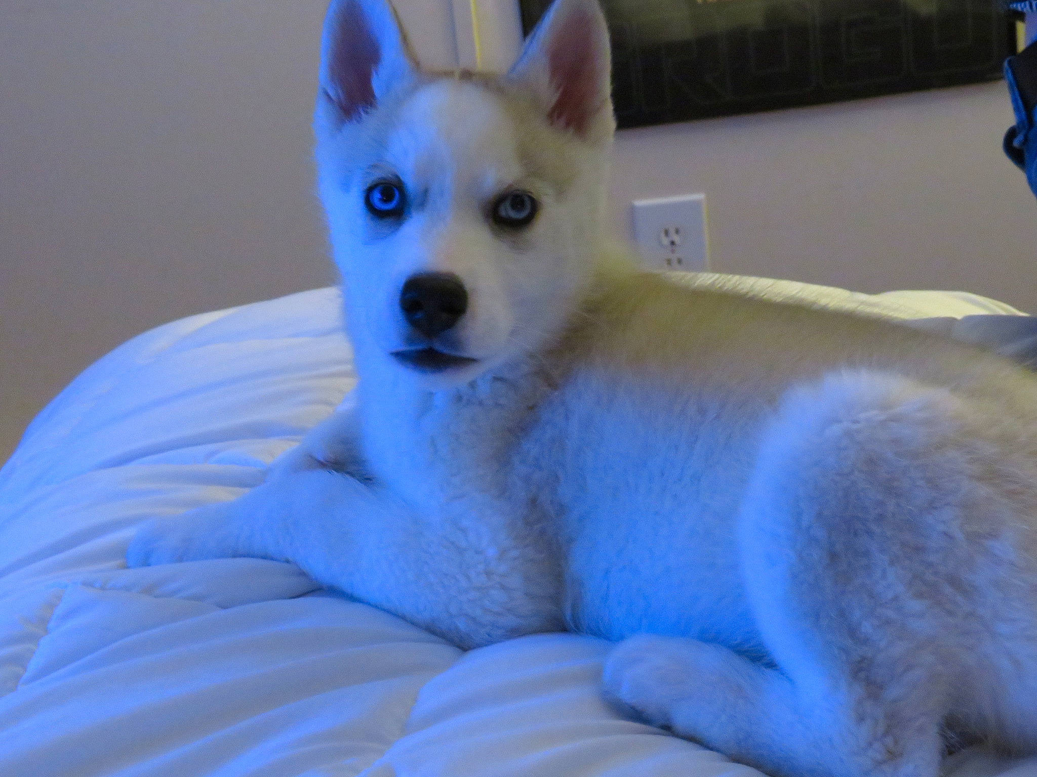 Koda is registered to the contest to win money with this photo: ancient_dog_breeds, blue, canidae, carnivore, companion_dog, dog, dog_breed, dog_supply, ear, electric_blue, fawn, fur, non_sporting_group, snout, sporting_group, terrestrial_animal, whiskers, wildlife, working_animal