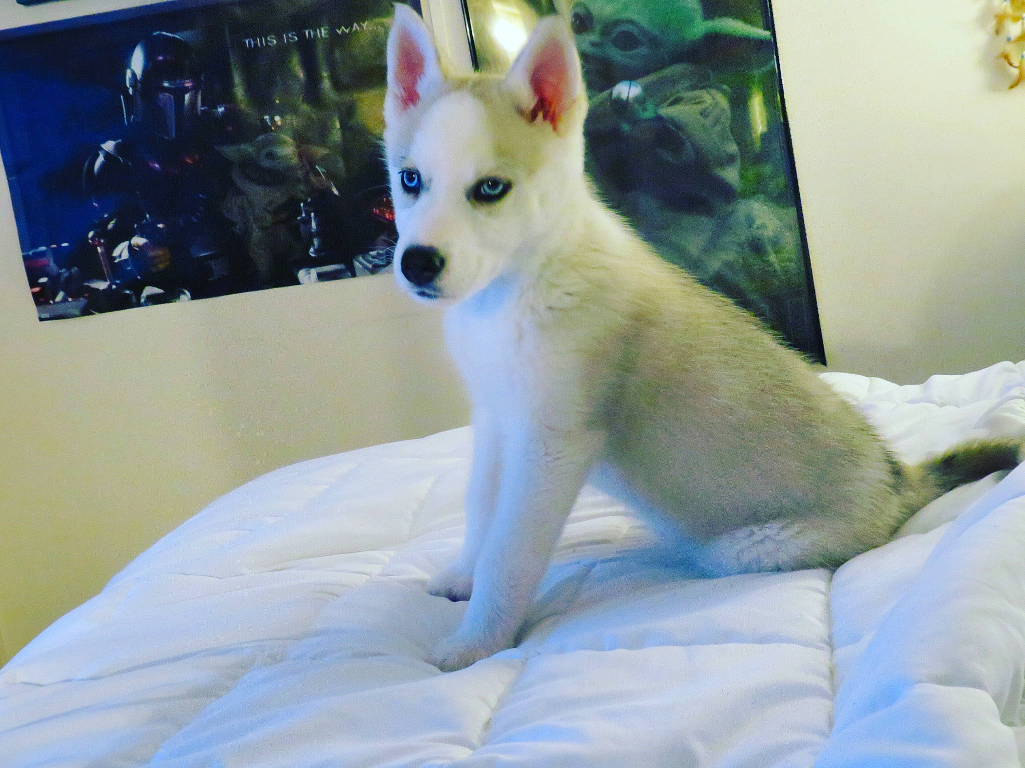 Koda joined the competition — help win amazing prizes! ancient_dog_breeds, canidae, carnivore, comfort, companion_dog, dog, dog_breed, dog_supply, fawn, fur, non_sporting_group, photo_caption, picture_frame, sporting_group, tail, terrestrial_animal, toy_dog, whiskers, working_animal