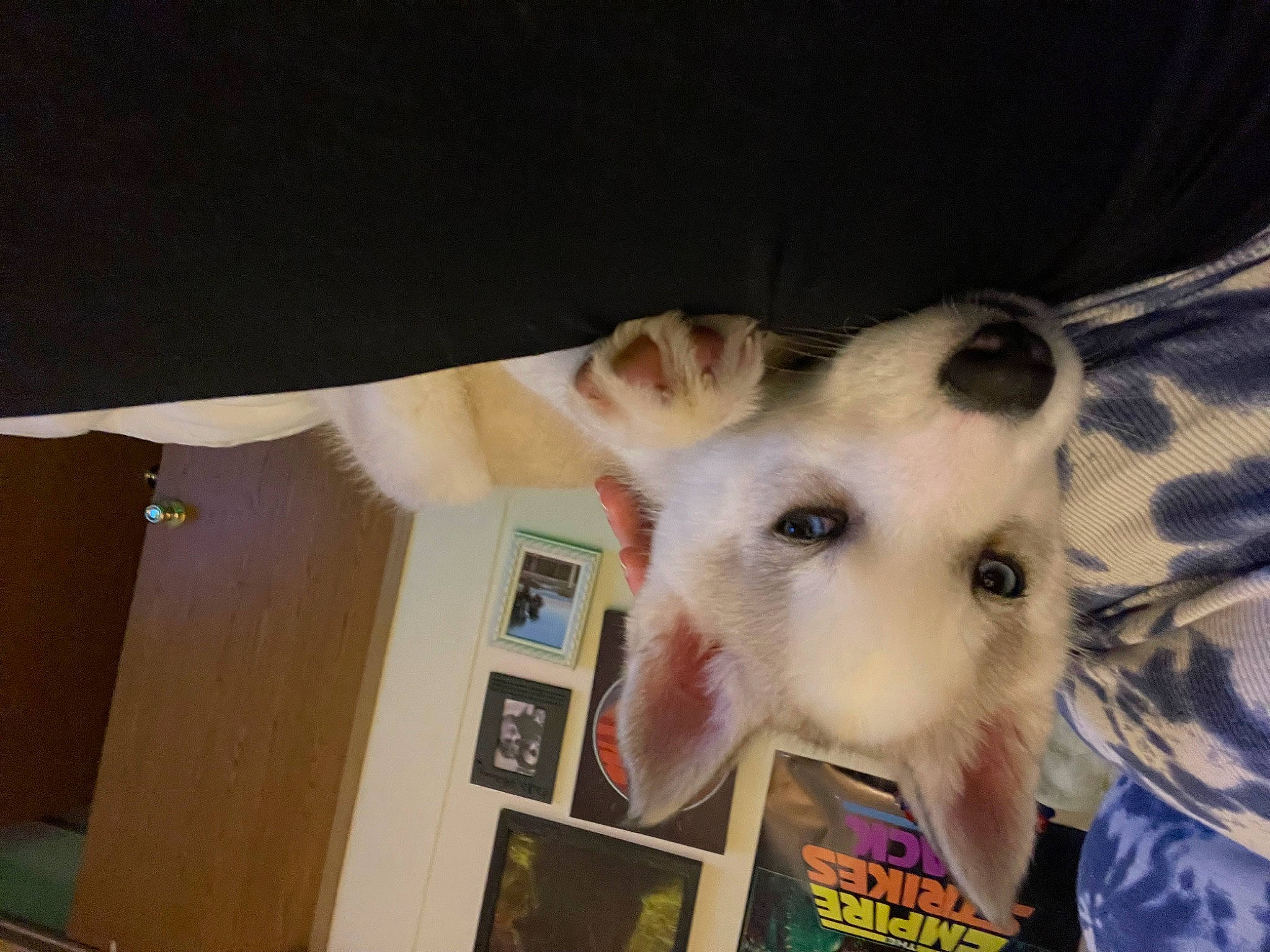 Koda joined the competition — help win amazing prizes! canidae, carnivore, cat, companion_dog, dog_breed, domestic_short_haired_cat, ear, eyelash, fawn, felidae, fur, iris, jaw, paw, picture_frame, small_to_medium_sized_cats, snout, tail, whiskers