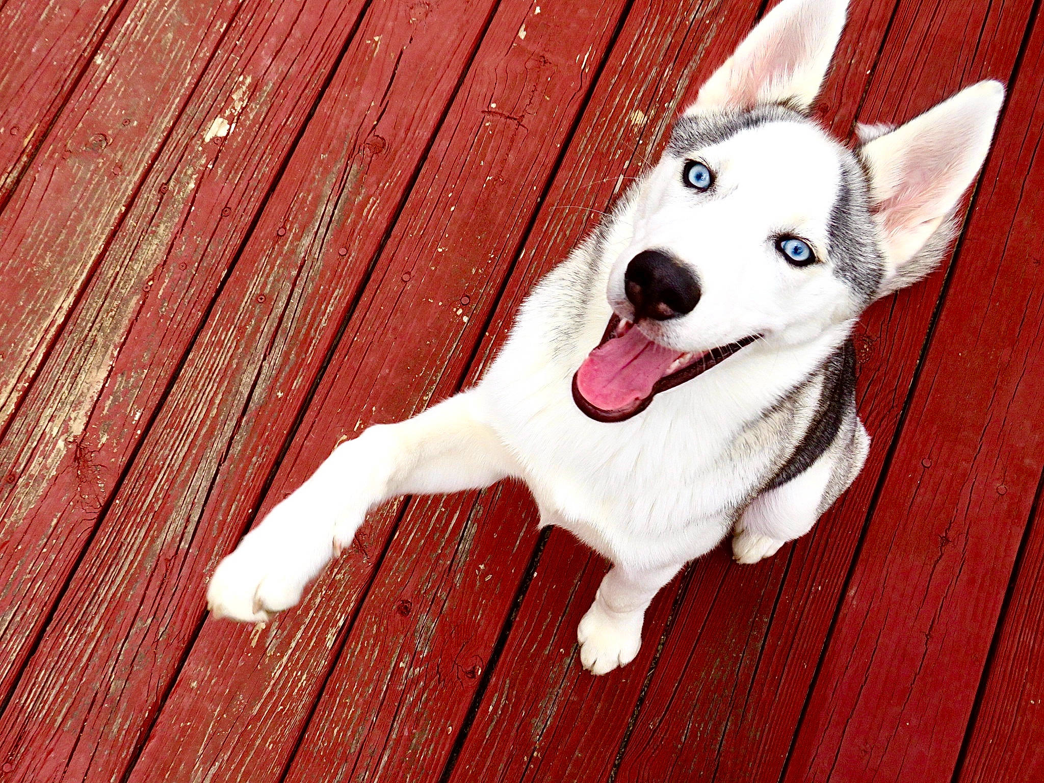 Koda joined the competition — help win amazing prizes! canidae, carmine, carnivore, collar, companion_dog, dog, dog_breed, dog_collar, dog_supply, fawn, flooring, fur, hardwood, paw, sporting_group, tail, whiskers, wood, wood_stain, working_animal