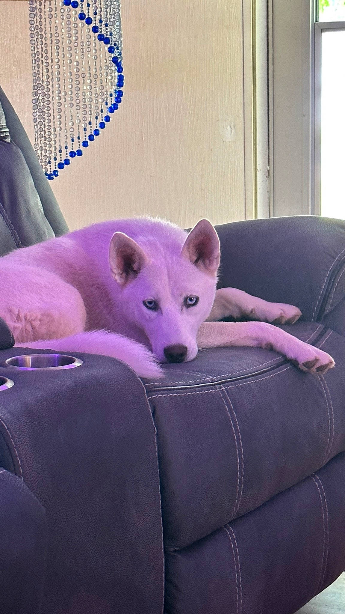 Khaleesi is registered to the contest to win money with this photo: american_eskimo_dog, canidae, carnivore, comfort, companion_dog, couch, dog, dog_breed, fawn, felidae, fur, magenta, purple, small_to_medium_sized_cats, snout, tail, terrestrial_animal, toy_dog, whiskers, working_animal