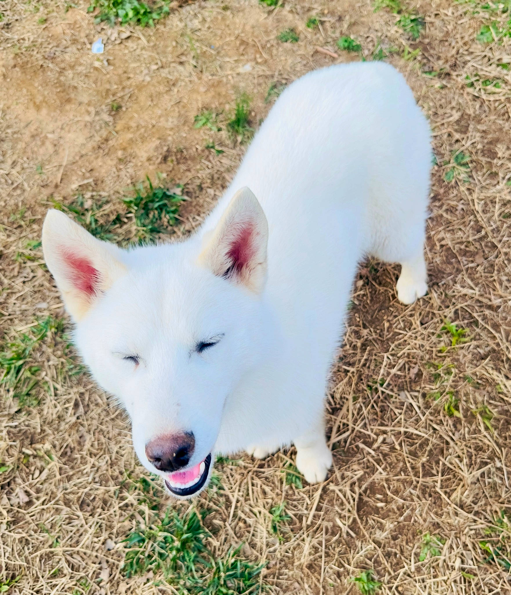 Khaleesi is registered to the contest to win money with this photo: canidae, carnivore, companion_dog, dog, dog_breed, grass, grassland, non_sporting_group, pasture, plant, sporting_group, tail, terrestrial_animal, working_animal