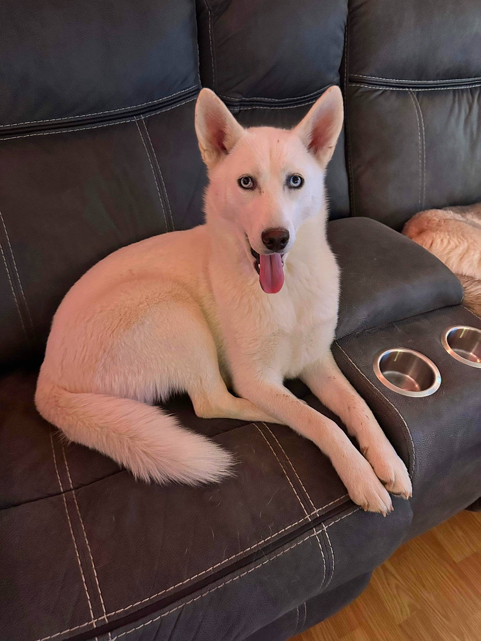Khaleesi is registered to the contest to win money with this photo: canidae, carnivore, collar, comfort, companion_dog, couch, dog, dog_breed, dog_supply, fawn, flooring, fur, hardwood, paw, pet_supply, snout, sporting_group, tail, wood, working_animal