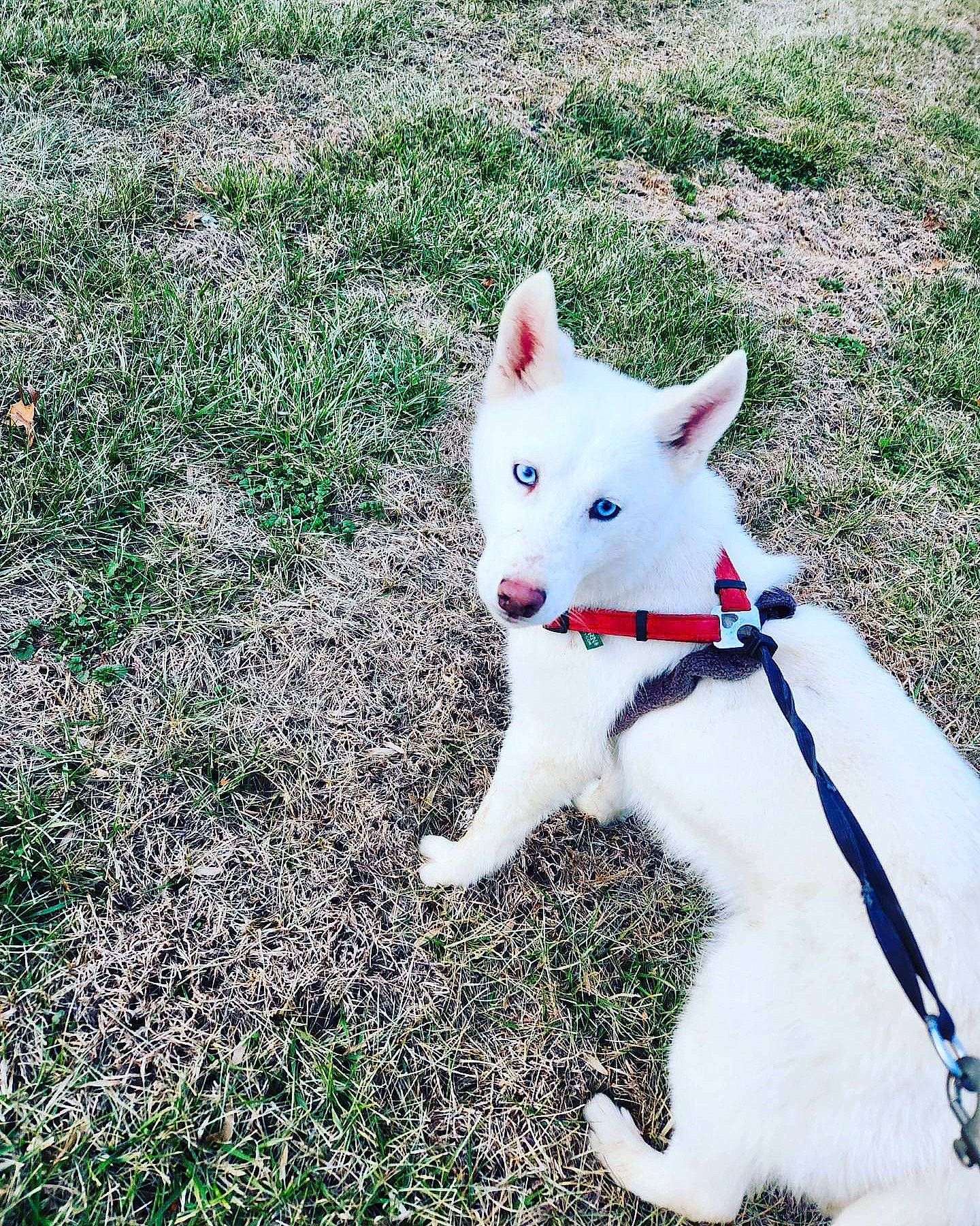 Khaleesi is registered to the contest to win money with this photo: canidae, carmine, carnivore, collar, companion_dog, dog, dog_breed, dog_collar, fashion_accessory, fawn, fur, grass, groundcover, leash, non_sporting_group, plant, snout, sporting_group, tail, working_animal