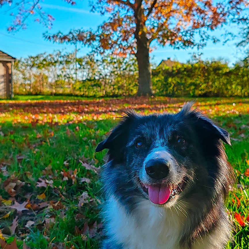 Athéna a rejoint le concours — aidez-le/la à gagner de superbes lots ! animal, architecture, building, canine, collie, dog, field, grass, grassland, grove, leaf, nature, outdoors, pet, plant, puppy, shelter, tree, treetrunk, vegetation