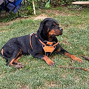 Nikita a rejoint le concours — aidez-le/la à gagner de superbes lots ! rottweiler, dog, animal, pet, grass, outdoor, harness, black, brown, canine, relaxed, laying_down, nature, garden, backyard, stick, leisure, summer, greenery, resting