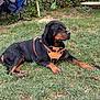 rottweiler, dog, animal, pet, grass, outdoor, harness, black, brown, canine, relaxed, laying_down, nature, garden, backyard, stick, leisure, summer, greenery, resting