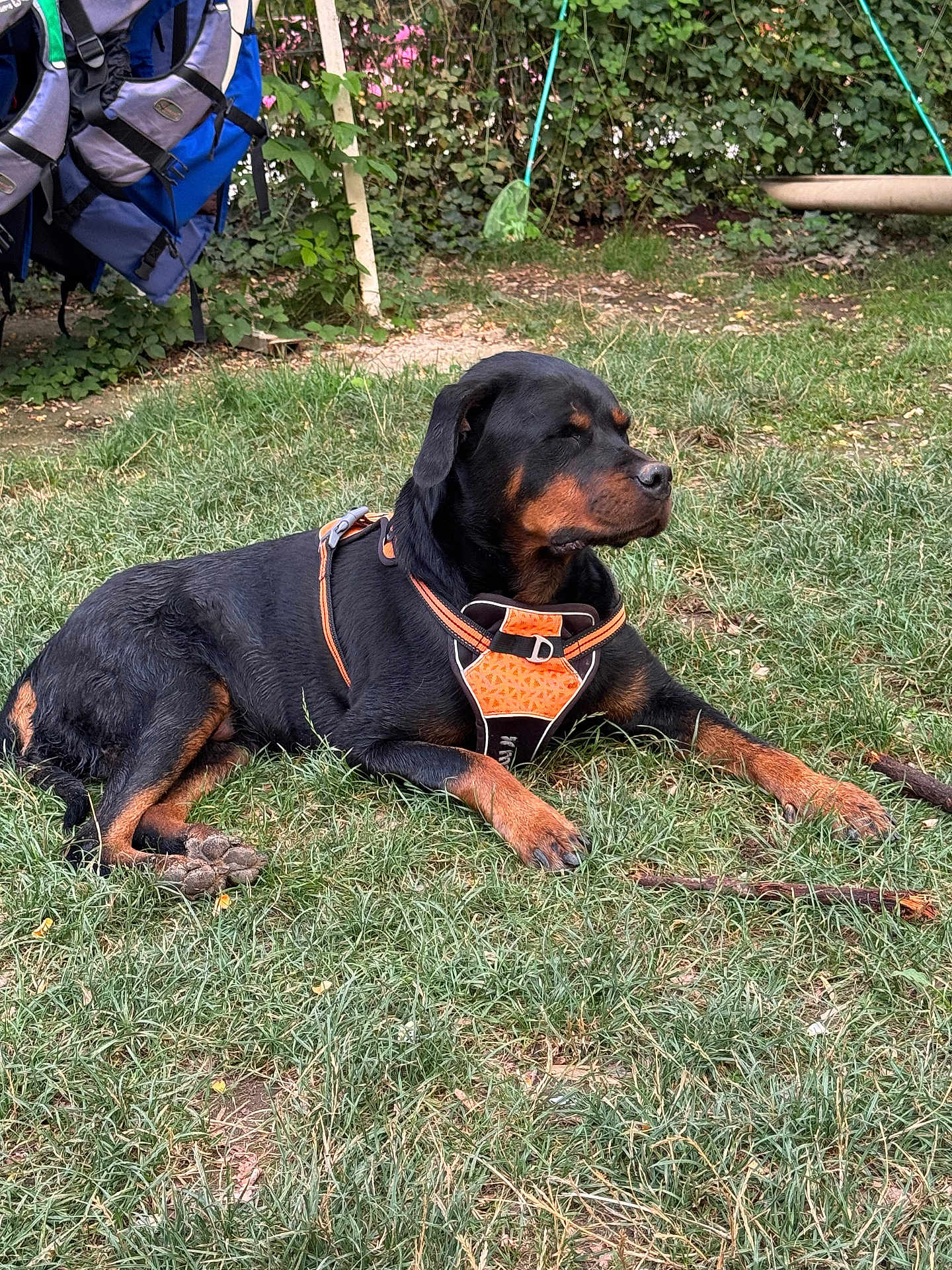 Nikita a rejoint le concours — aidez-le/la à gagner de superbes lots ! rottweiler, dog, animal, pet, grass, outdoor, harness, black, brown, canine, relaxed, laying_down, nature, garden, backyard, stick, leisure, summer, greenery, resting