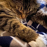 Gryphondor joined the competition — help win amazing prizes! abyssinian, animal, bed, blanket, cat, chair, computerhardware, couch, electronics, furniture, hardware, homedecor, kitten, linen, manx, person, pet, quilt, sleeping, towel