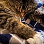abyssinian, animal, bed, blanket, cat, chair, computerhardware, couch, electronics, furniture, hardware, homedecor, kitten, linen, manx, person, pet, quilt, sleeping, towel