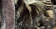 Sasha is registered to the contest to win money with this photo: cat, tabby, sleeping, cozy, blanket, plush, fur, paw, indoor, sunlight, relaxed, pet, domestic_animal, comfort, resting, animal, cute, whiskers, closeup, feline
