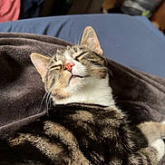Sasha is registered to the contest to win money with this photo: cat, tabby, sleeping, cozy, blanket, indoor, pet, fur, relaxed, animal, resting, whiskers, face, ears, napping, comfort, home, furniture, clothing, soft