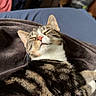 cat, tabby, sleeping, cozy, blanket, indoor, pet, fur, relaxed, animal, resting, whiskers, face, ears, napping, comfort, home, furniture, clothing, soft