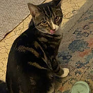 Sasha joined the competition — help win amazing prizes! animal, cat, cozy, curious, cute, domestic_cat, feline, floor, footwear, home, indoor, looking_back, mammal, pet, rug, sandal, striped, tabby, tongue_out, whiskers