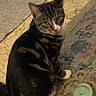 cat, tabby, pet, indoor, rug, footwear, sandal, floor, curious, animal, whiskers, striped, domestic_cat, feline, looking_back, tongue_out, home, cozy, mammal, cute
