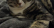 Sasha joined the competition — help win amazing prizes! animal, blanket, cat, chair, closeup, comfort, cozy, cute, fur, furniture, home, indoor, paw, pet, relaxation, resting, sleeping, striped, tabby, whiskers