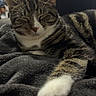 Sasha joined the competition — help win amazing prizes! cat, tabby, sleeping, paw, blanket, indoor, cozy, fur, striped, pet, animal, resting, closeup, relaxation, whiskers, chair, furniture, home, comfort, cute