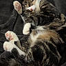 Sasha joined the competition — help win amazing prizes! cat, tabby, sleeping, paw_pads, fluffy, fur, pet, animal, cozy, blanket, resting, cute, domestic_cat, whiskers, relaxation, indoor, soft, mammal, pink_paws, curled_up