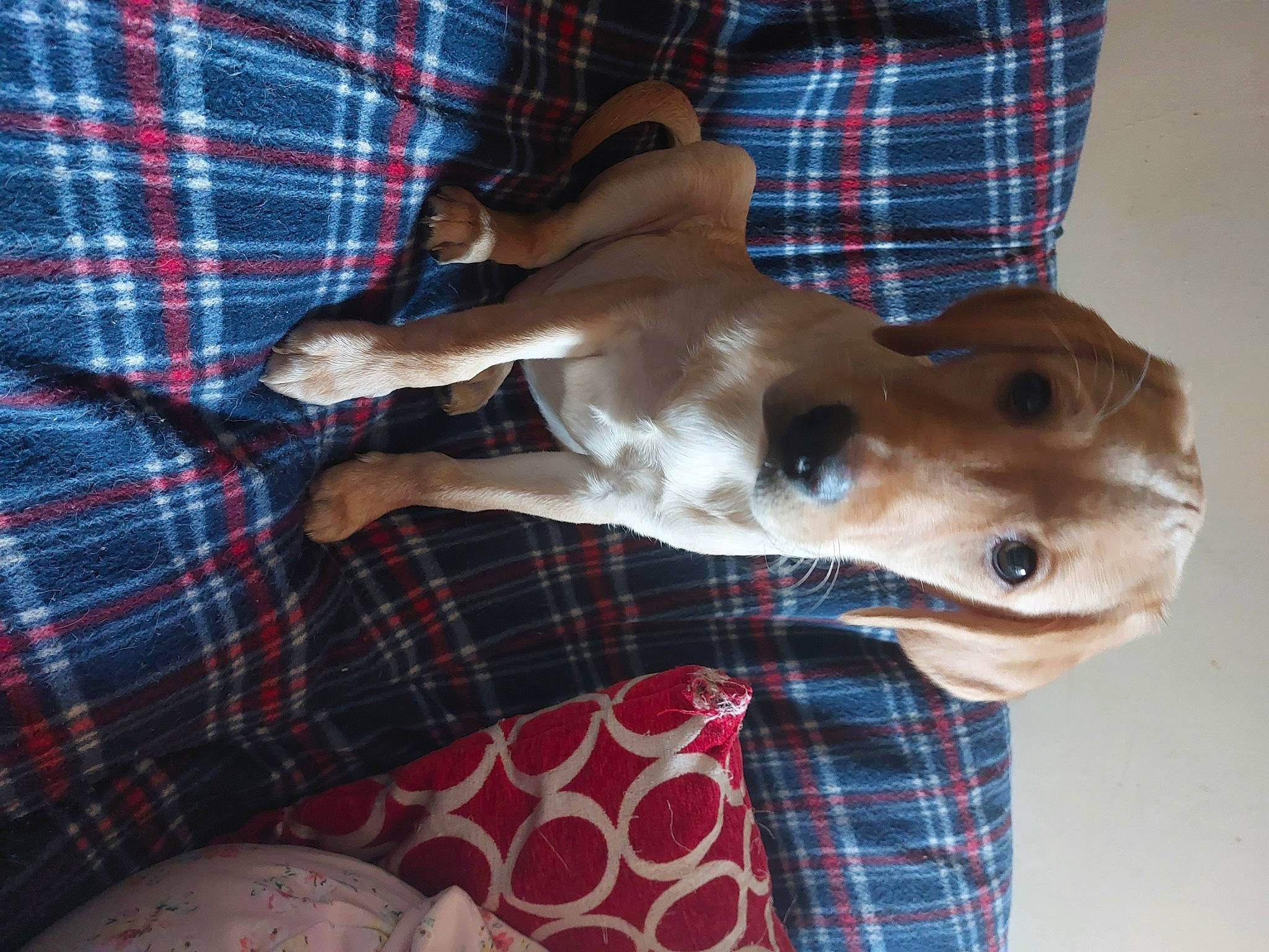 Marley Junior is registered to the contest to win money with this photo: carnivore, collar, comfort, companion_dog, dog, dog_breed, dog_collar, dog_supply, fawn, liver, pattern, pet_supply, plaid, sighthound, snout, sporting_group, tartan, vertebrate, whiskers, working_animal