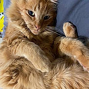 Simba participe au concours pour gagner de l'argent avec cette photo : cat, orange_cat, fluffy, pet, indoor, relaxed, fur, whiskers, paws, lying_down, close_up, cute, animal, feline, portrait, resting, cozy, soft, domestic_cat, mammal
