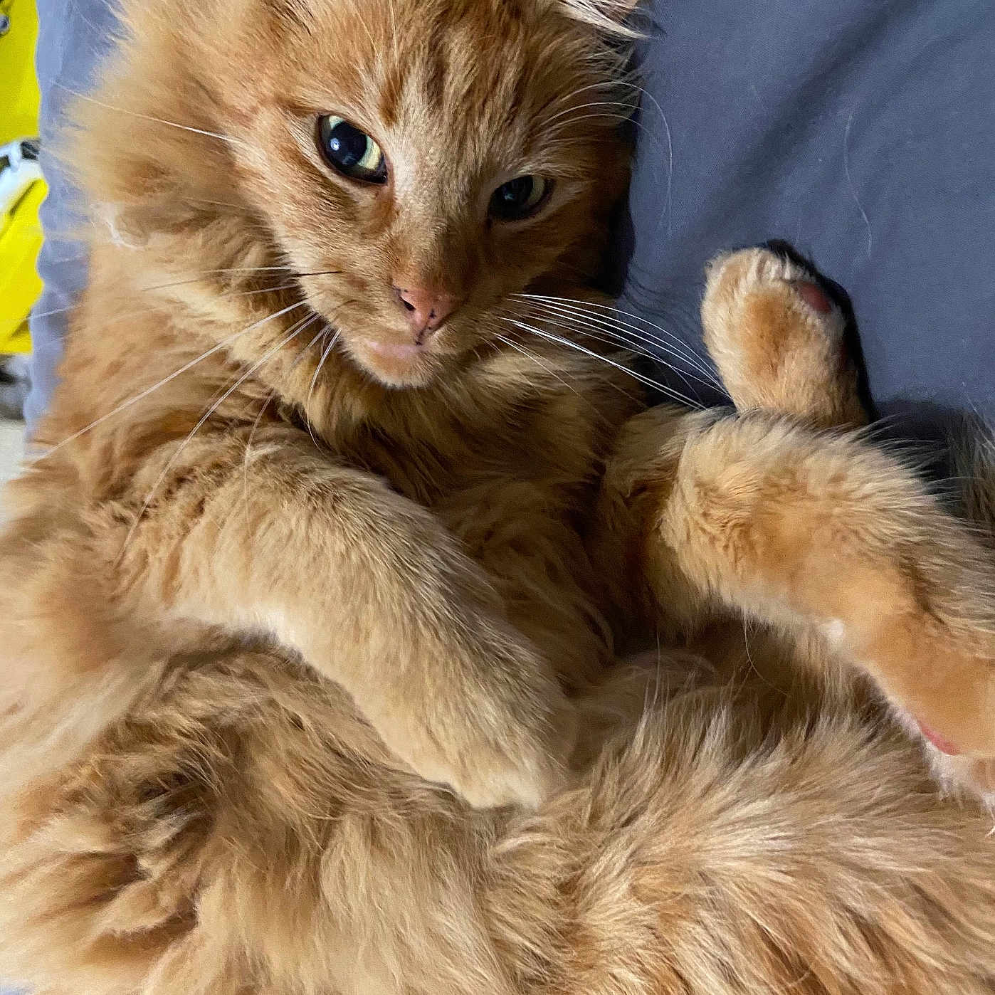 Simba