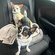 Pooki participe au concours pour gagner de l'argent avec cette photo : alert, animal, black_and_white, blanket, car_interior, car_seat, chihuahua, companion, dog, ears, fur, indoors, looking_at_camera, pet, seatbelt, small_dog, tail, tan, vehicle, window