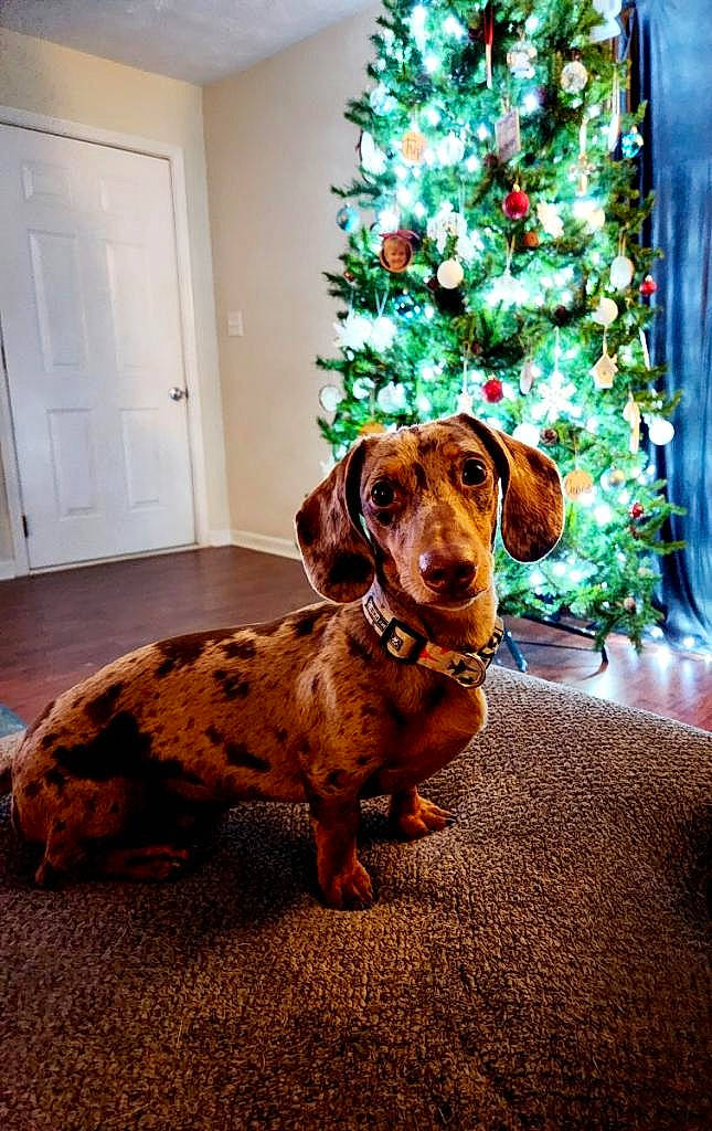 Ace is registered to the contest to win money with this photo: carnivore, christmas_decoration, christmas_ornament, christmas_tree, companion_dog, dog, dog_breed, door, event, fawn, flooring, holiday, holiday_ornament, liver, living_room, ornament, snout, tree, wood, working_animal