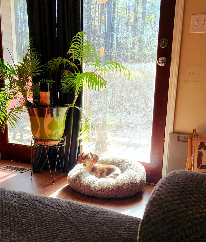 Ace joined the competition — help win amazing prizes! architecture, building, comfort, floor, flooring, flowerpot, hardwood, house, houseplant, interior_design, living_room, morning, plant, property, real_estate, shade, sunlight, textile, window, wood