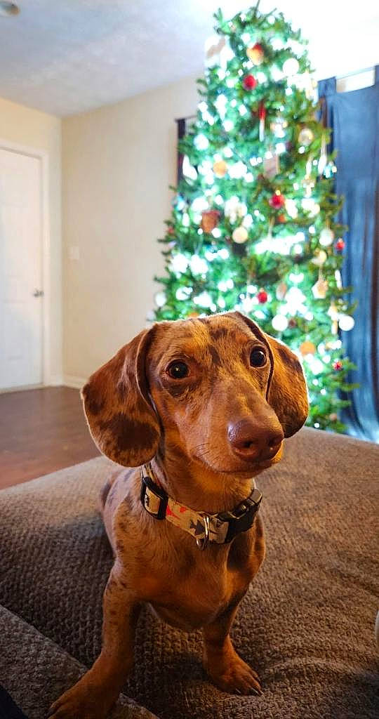 Ace is registered to the contest to win money with this photo: canidae, carnivore, christmas, christmas_decoration, christmas_ornament, christmas_tree, companion_dog, dog, dog_breed, door, event, fawn, gun_dog, hardwood, holiday, liver, sporting_group, whiskers, wood, working_animal