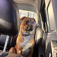 Israel is registered to the contest to win money with this photo: brown_dog, calm, canine, car_interior, collar, daylight, dog, domestic_animal, leather_seat, pet, portrait, relaxing, seat, shadow, side_view, sitting, sunglasses, sunlight, vehicle, window